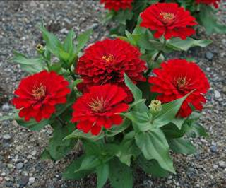 ‘紅’大花百日草