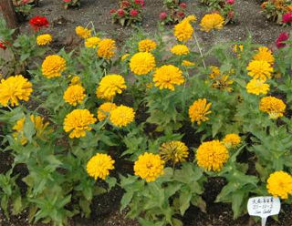 ‘黃’大花百日草