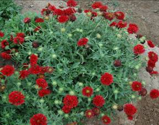 �������˾�