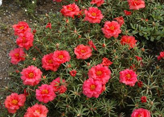 ���t�����R�X�{