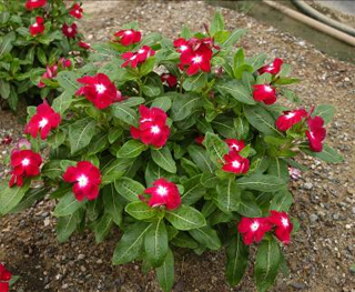 �L(zh��ng)����