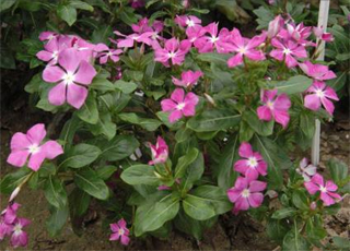 ���ۡ��L(zh��ng)����