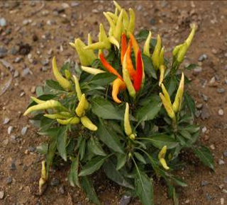 �^�p����