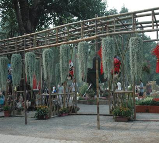 ‘銀葉’馬蹄金