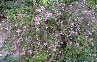 �໨��֦��