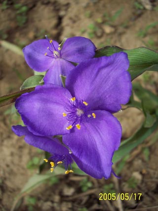 ��¶���{�ϻ�