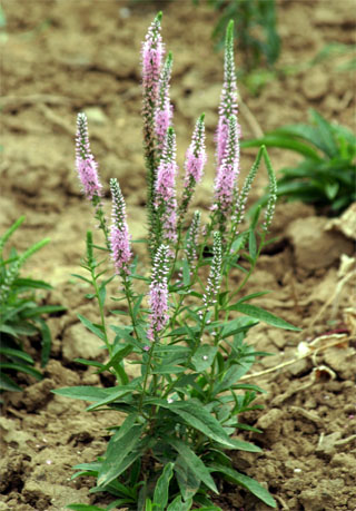 ��õ�塯���ż{