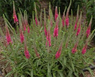 ���t�������ż{