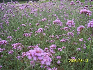 ���~�R�޲�