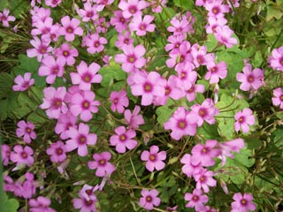 �t�����{��