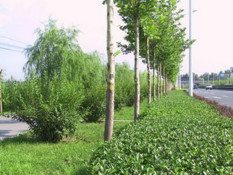 �C�Ǹ��x���G��