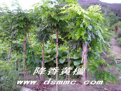 �����S̴(����ľ)