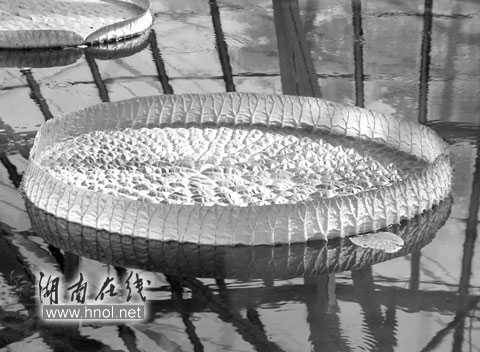 ����Ɲ��ɏ