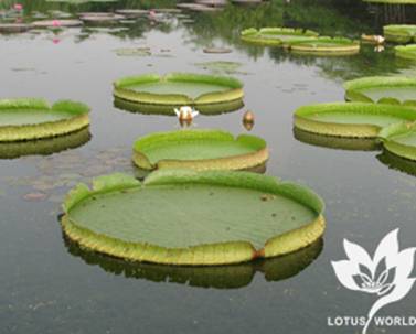 ����Ɲ��ɏ