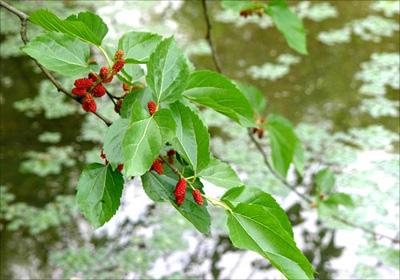 西溪濕地部分景點欣賞