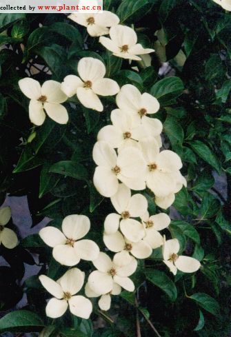 ������ջ�