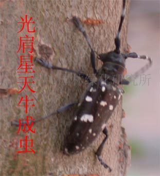 �������ţ