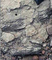 1400�f��ǰ��ֲ�ﻯʯ