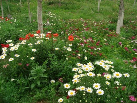 Ұ���M�ϑ��Ì��� - ֲ�ﾰ�^�p��