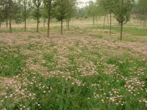 Ұ���M�ϑ��Ì��� - ֲ�ﾰ�^�p��