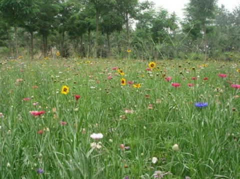 Ұ���M�ϑ�(y��ng)�Ì�(sh��)�� - ֲ�ﾰ�^�p��