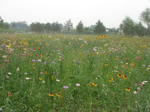 Ұ���M�ϑ�(y��ng)�Ì�(sh��)�� - ֲ�ﾰ�^�p��