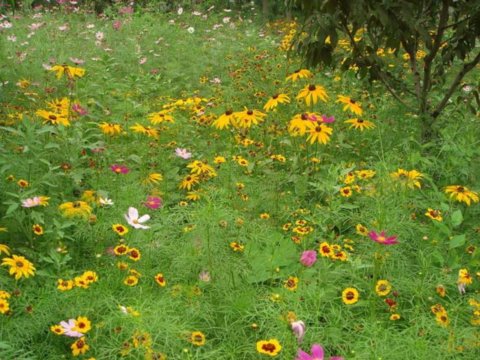 Ұ���M�ϑ�(y��ng)�Ì�(sh��)�� - ֲ�ﾰ�^�p��