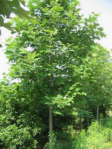 �s���R��ľ