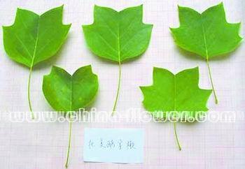 �����Z����~Ƭ