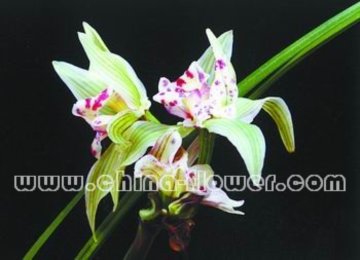 蘭花新品種 沁園春（蓮瓣蘭）