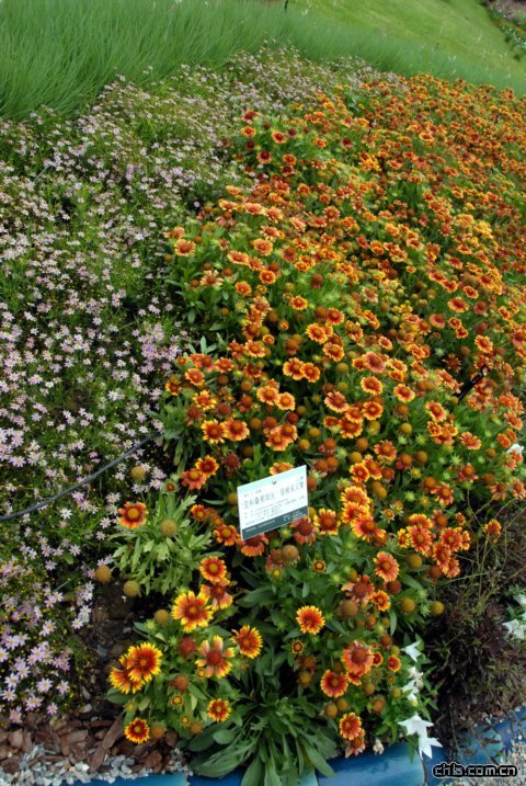 ‘亞利桑那陽光’宿根天人菊