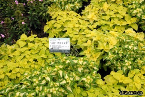 ‘金葉’藥用鼠尾草