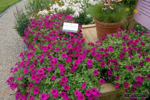 ‘波浪紫’蔓生矮牽牛