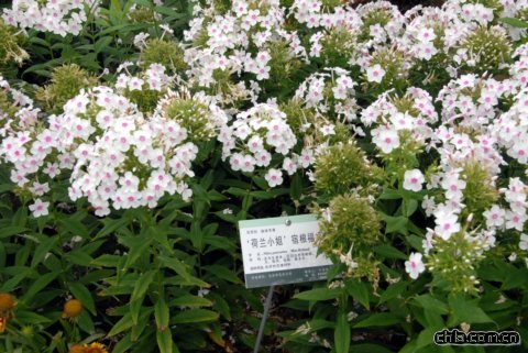 ‘荷蘭小姐’宿根福祿考