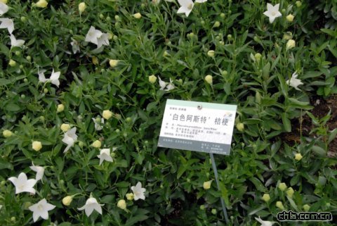 ‘白色阿斯特’桔梗