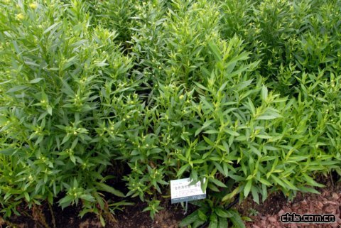 ‘金色海倫那’堆心菊