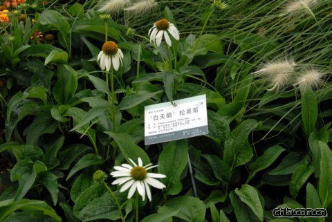 ‘白天鵝’松果菊