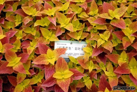 ‘紅黃’復色彩葉草