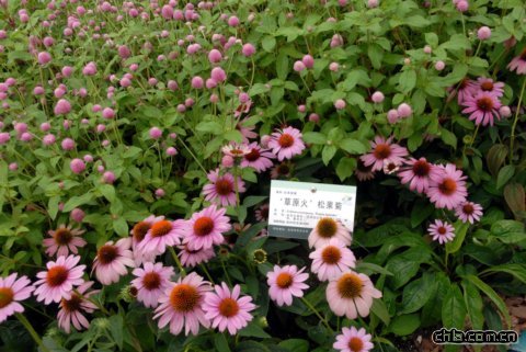 ‘草原火’松果菊