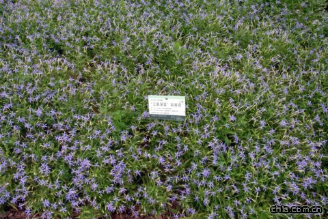 ‘三星深藍(lán)’彩星花