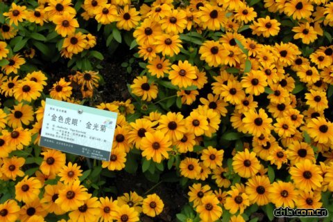 ‘金色虎眼’金光菊