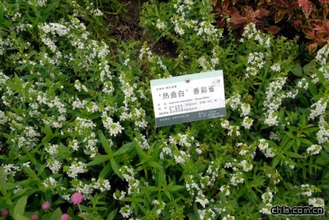 ‘熱曲白’香彩雀