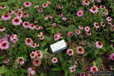 ‘第一夫人’松果菊