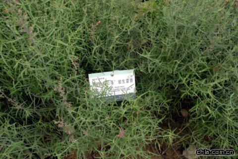 ‘阿帕斯日落’巖生藿香