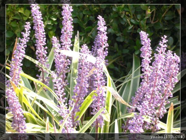 �����W��ƥ��ɭ�ֹ��@  ���@��ˇ�g