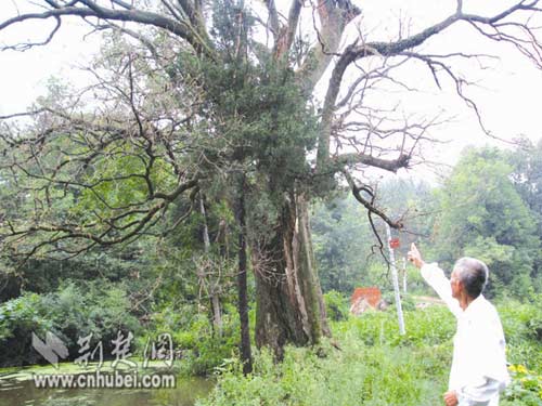 ���ٚq�Ř����x���g �������n