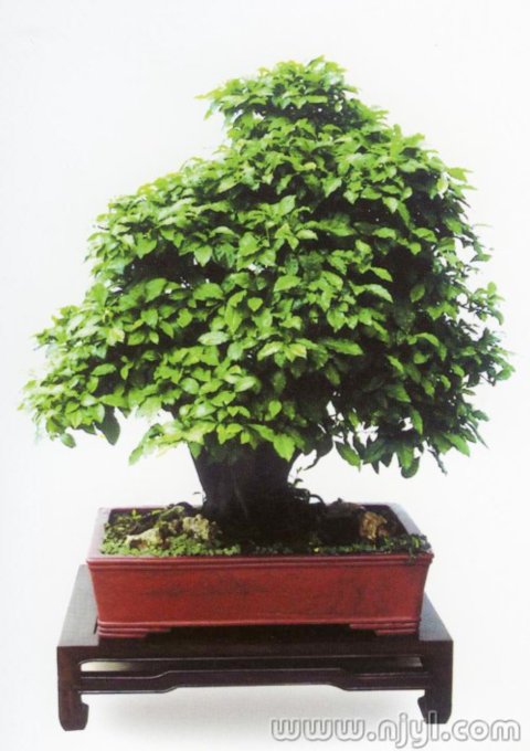 ���L(f��ng)