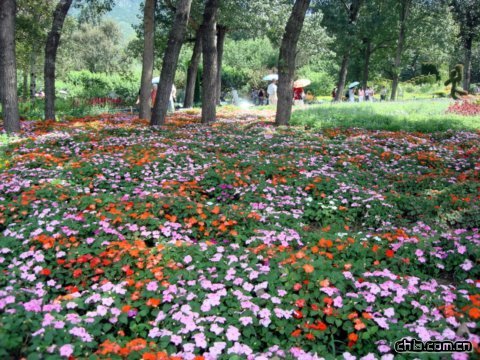 ����ֲ��@