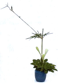 3�����Ĳ�λ����3֧�ٺϣ��߶ȼs����֦��1��2��