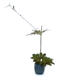 2����֦�ĺ�Ⱥ��҂ȷքe�����Ƭ�˽ǽ�P�~���Լӏ�������Ʒ�ķ����С�